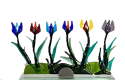 tulips from almere febr 24